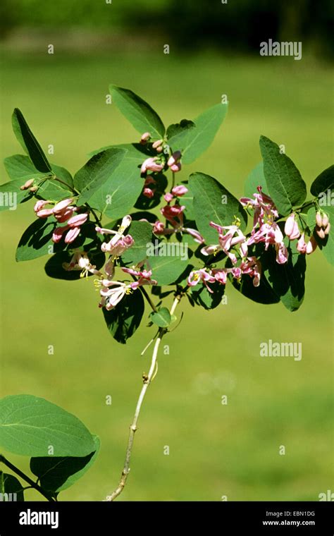 Tartarian Honeysuckle Lonicera Tatarica Blooming Branch Stock Photo