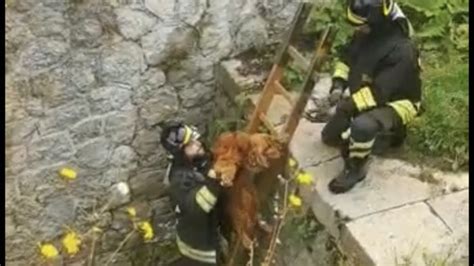 Vigili Del Fuoco Salvano Un Cane Caduto In Un Canale A Nocera Inferiore