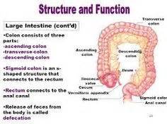 sigmoid colon