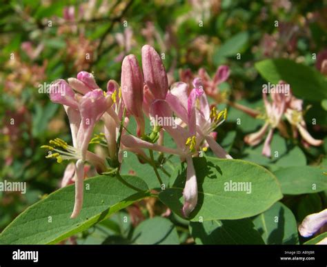 Tartarian Honeysuckle Lonicera Tatarica Blooming Stock Photo Alamy