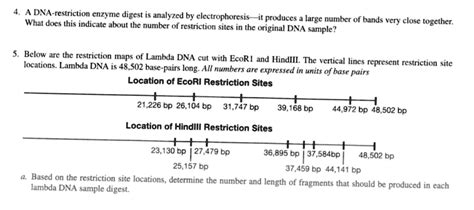 SOLVED A DNA Restriction Enzyme Digest Is Analyzed By Electrophoresis