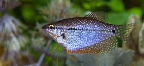 Pearl Gourami (Trichopodus leerii) - Lifespan, Size, Care, and More!