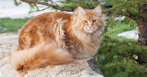 Maine Coon Cat Breed Complete Guide Wiki Point