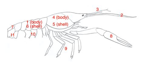 Crayfish dissection Diagram | Quizlet