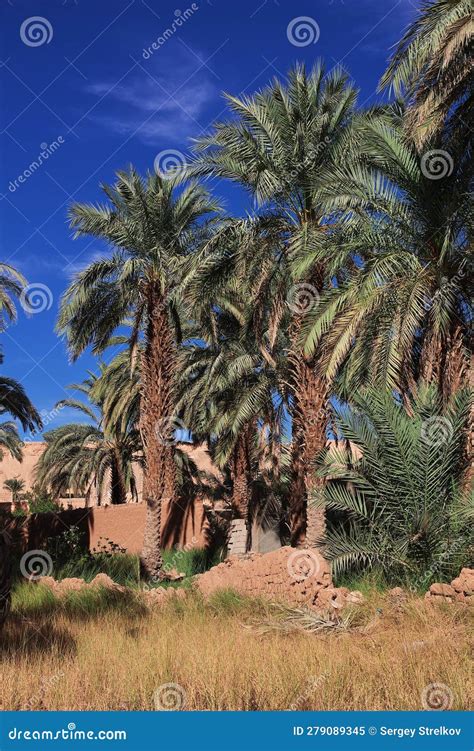 An Oasis in the Sahara Desert in the Heart of Africa Stock Image - Image of hill, background ...