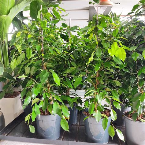 Fikus Beniamiński Ficus Benjamina Exotica 90cm Sklep Kwiatydonicepl