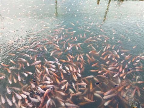 Cara Ternak Ikan Nila Agar Cepat Panen Dan Menguntungkan