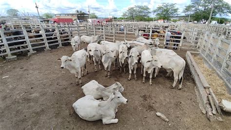 Boiada De Luxo Na Feira Do Gado De Campina Grande Pb Na Ter A Feira