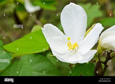 Snowy Orchid Flower Bauhinia Acuminata Is A Species Of Flowering