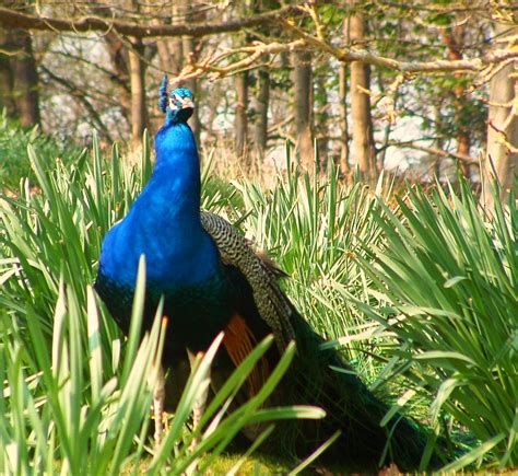 General Pictures 032 Peacocks On Brownsea Island Sue Flickr