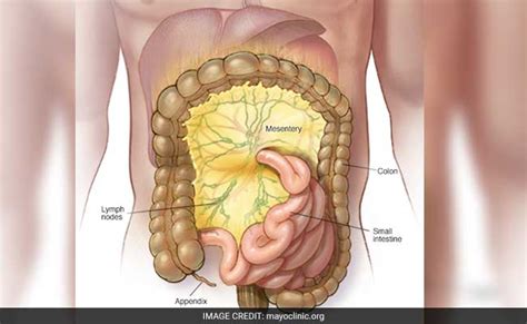 Mesentery Anatomy - Anatomy Book