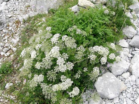 Pimpinella anisum (Anise, Aniseed) | North Carolina Extension Gardener ...