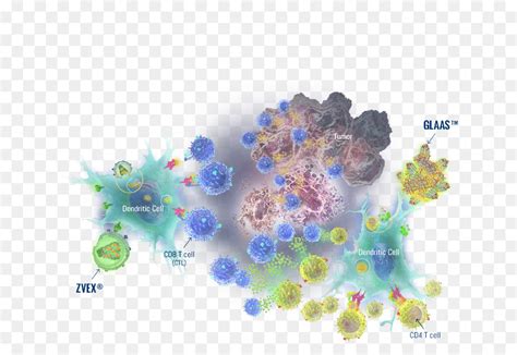 Système Immunitaire Limmunothérapie Du Cancer Les Cellules De T