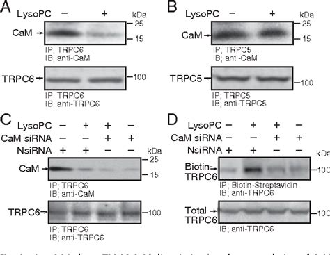 Figure 1 From Membrane Translocation Of TRPC6 Channels And Endothelial