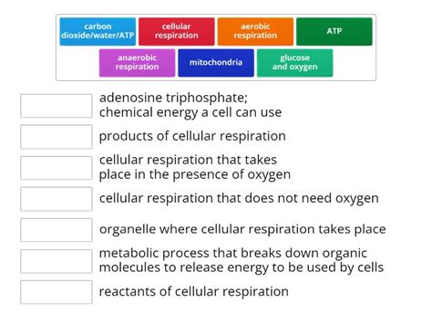 Intro To Cellular Respiration Match Up