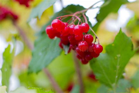 Fruta Roja Del Arbusto Del Opulus Del Viburnum Imagen De Archivo