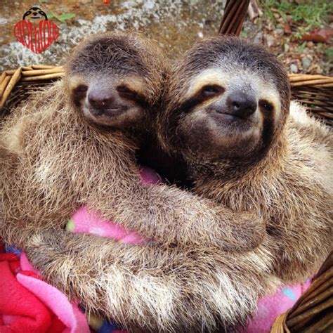 Two Sloths Cuddling