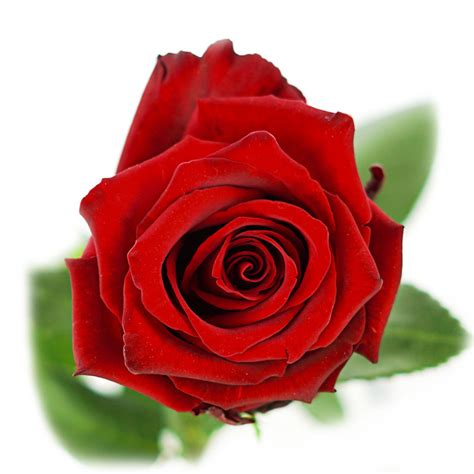 Explorer Roses - Florabundance Wholesale Flowers