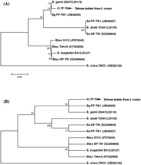 Phylogenetic Relationships Based On The S Rrf S Rrl Rrna