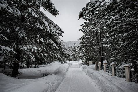 Snow Covered Pathway Between Trees · Free Stock Photo