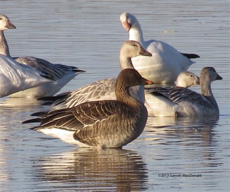 Abarare Tundra Bean Goose California Aba Blog