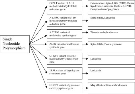 Single Nucleotide Polymorphism Its Associated Gene Alteration And Download Scientific Diagram