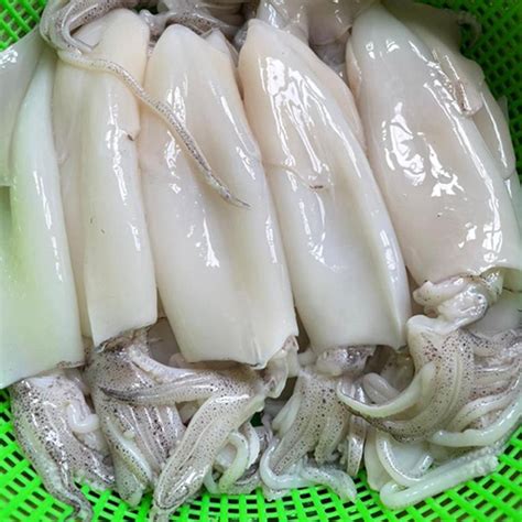 Loligo Squid | Wormhole Seafood Company Limited