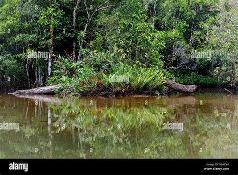 Masoala National Park Landscape Madagascar Stock Photo Alamy