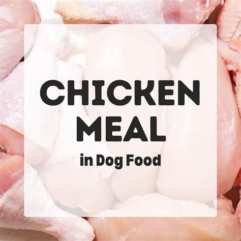 Chicken Meal in Dog Food - Dog Nutrition DB