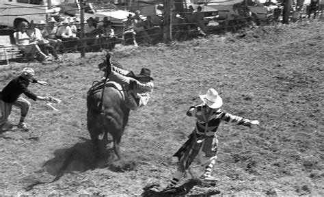 Bull Riding Pomona Rodeo Pomona Showgrounds Exhibition Street