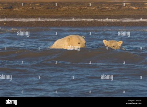 Polar Bear Ursus Maritimus Sow With Spring Cub Curiously Check Out The