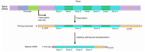 Mrna Process Map