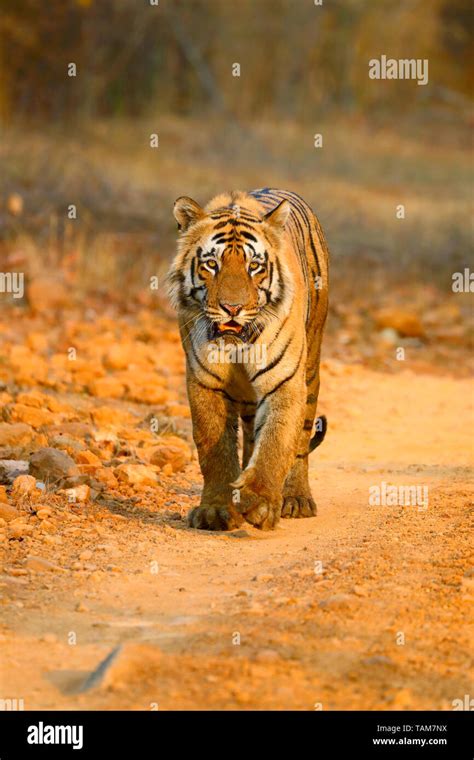 Macho Adulto De Tigre De Bengala Panthera Tigris Tigris En Tadoba Andhari Reserva Del Tigre