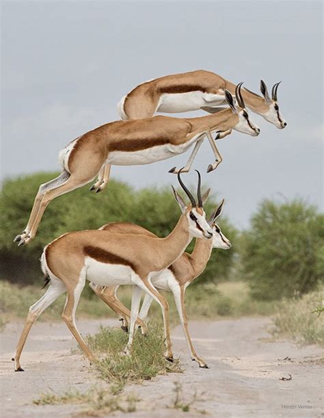 Leaping Springbok Antelopes | Wild animals pictures, African animals ...