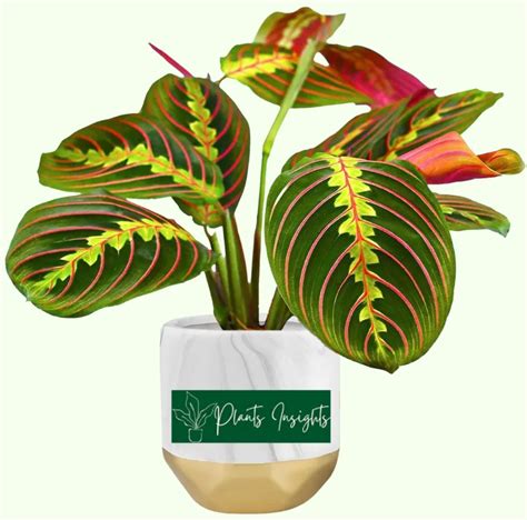 Maranta Leuconeura How To Care For Prayer Plant