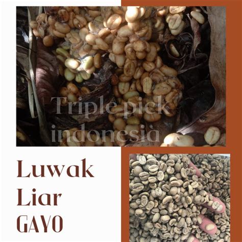 Jual Biji Kopi LUWAK GAYO Green Bean LUWAK Liar Gayo Bersertifikat