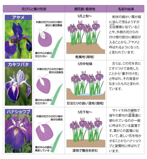 花菖蒲の豆知識