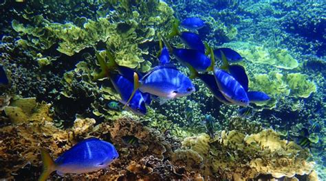 Protecting the Coral Sea-the Cradle to the Great Barrier Reef | United ...