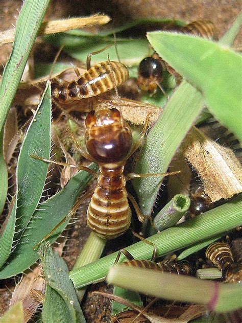 Las termitas ciclo de vida en África Diagnosis de la madera Sanite