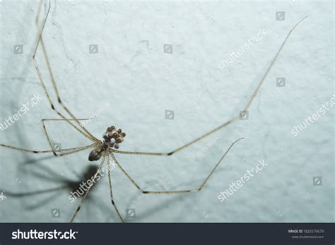 Daddy Long Legs Cellar Spider Pholcus Stock Photo 1825579679 | Shutterstock