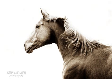 Horse Photography, Wild Horses, Wild Horse Photography, Fine Art Equine ...