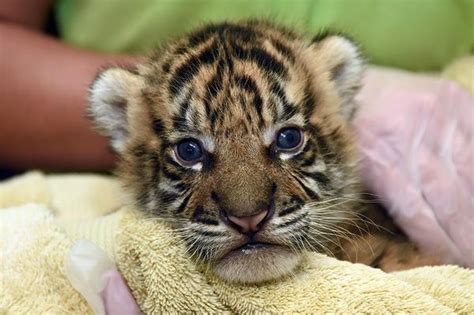 Tiger Cub Gets Life-Saving Help From Keepers - ZooBorns