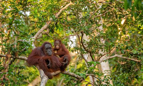 Malezyjskie Borneo Wyprawa Na Borneo Z Kiribati Club