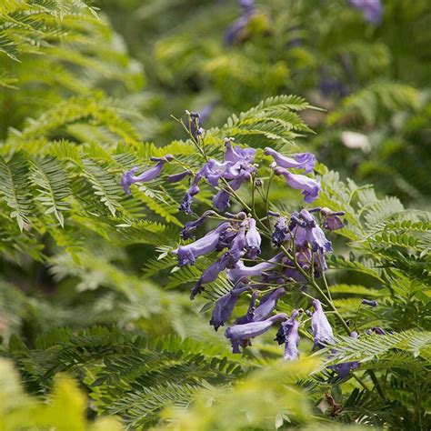 Jacaranda Mimosifolia Bonsai Blue Dwarf Jacaranda Siteone