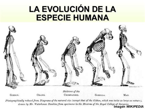 Evolucion Del Humano