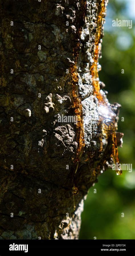 Resin Gum From The Cut Of A Tree Stock Photo Alamy