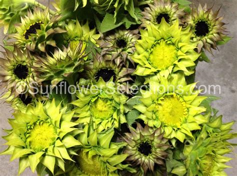 SunFill® Purple - A Colorful Filler Option Sunflowers ...