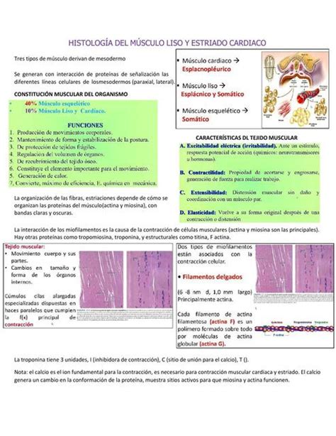 Histolog A Del M Sculo Liso Y Estriado Cardiaco Valentina Segura