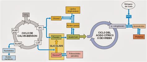 Relación Entre La Fotosíntesis Y El Ciclo De Respiración Celular