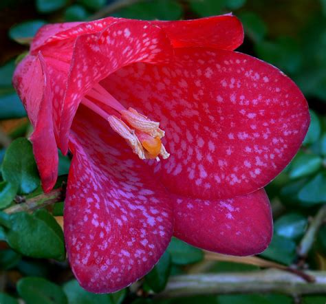 Lapageria Rosea 1 A Photo On Flickriver